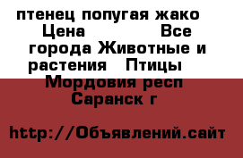 птенец попугая жако  › Цена ­ 60 000 - Все города Животные и растения » Птицы   . Мордовия респ.,Саранск г.